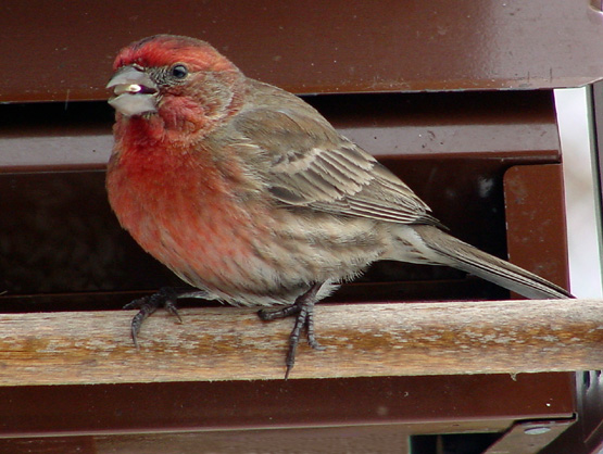 bird