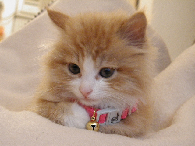 cat