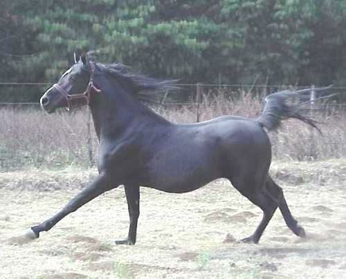 horse