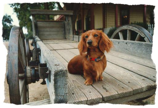 dog