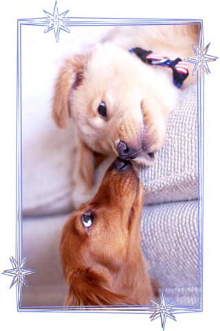 dog play