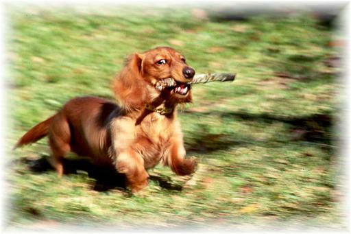 dog run
