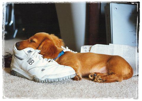 dog sleep